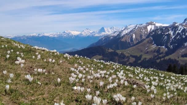 Dzikie Kwiaty Krokusa Alpach Przechodzą Gurnigel Śnieżnymi Szczytami Gantrisch Nueenen — Wideo stockowe