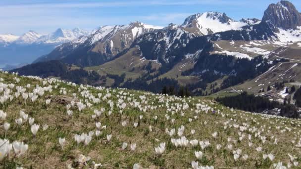 Gurnigelpass Switzerland April 2024 Wild Crocus Flowers Alps Pass Gurnigel — Video Stock