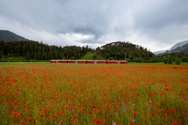 Bonaduz, İsviçre - 18 Mayıs. 2024: kırmızı bir İsviçre Rhaetian demiryolu ön planda kırmızı gelincik çiçek tarlası ile kesişiyor