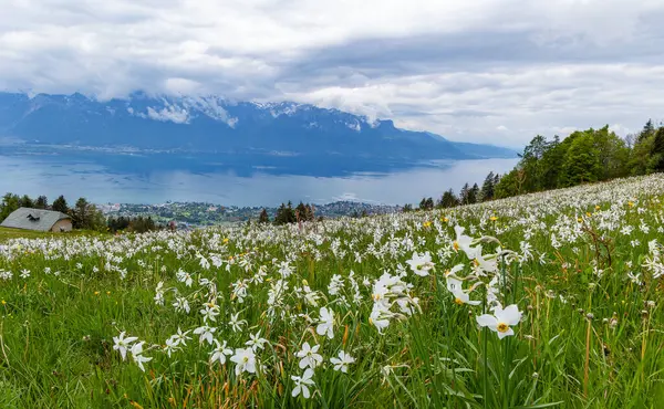 stock image Blooming field with wild narcissus flower (narcissus poeticus) at the Swiss Alps in vaud riviera over Geneva Lake (fokuc stacking)