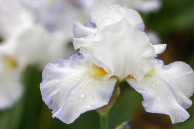Beyaz standartlara sahip uzun sakallı Iris Sky Diva; kenarlarında mavi allık olan beyaz şelale; sarı sakal (Germanica Berbata-Elatior Grubu))