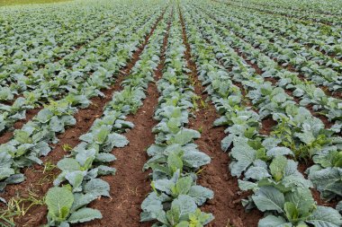 Baharda Savoy lahanası (Brassica oleracea) tarlası