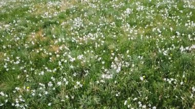 Cenevre Gölü üzerindeki vaud Riviera 'daki İsviçre Alpleri' nde yabani narsisus çiçeğiyle (narsisus şiirsel) bahar otlaklarının havadan görünüşü.