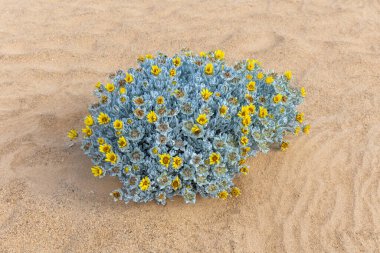 Çöl çiçeği Didelta (Didelta carnosa var. Tomentosa) çiçek açan sarı çiçeklerle