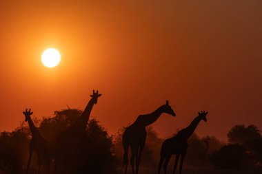 Afrika savanının üzerinde zürafa sürüsüyle görkemli günbatımı