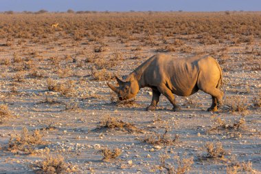 Beyaz gergedan gün batımında Afrika savanasında koşuyor.