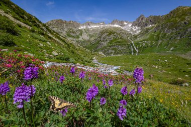 İsviçre Alpleri 'nden yabani çiçeklerle, Alpine Sweetvetch (Hedysarum hedysaroides) (Rhododendron ferrugineum) ve yazın ön planda şişmiş kuyruklu kelebek.