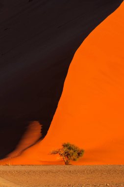 One of the oldest sand dune (Sund dune 44) show vivid color contrast and curve at sunset clipart