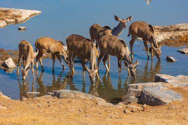  Genç ve dişi Kudu, Namibian Etosha Milli Parkı 'ndaki bir su birikintisinde içki içiyor..