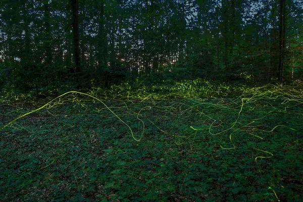 stock image Fireflies flying over meadow in summer evening