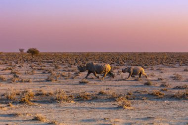 White mother rhino with a baby rhino running on African savannah under the sunset time clipart