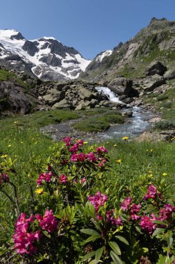 Alp çiçekli İsviçre Alpleri (Rhododendron ferrugineum) ve arka planda Stein Buzulu ve şelalesi 