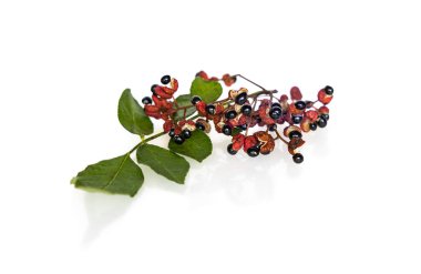 Tohumları beyaz arkaplanda izole edilmiş taze Sichuan biberi (Zanthoxylum bungeanum)