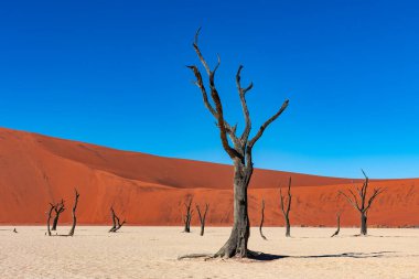 Deadvlei 'de ölü deve dikeni ağaçları, Sossusvlei arka planda kırmızı güneş tepecikleri, Namibya