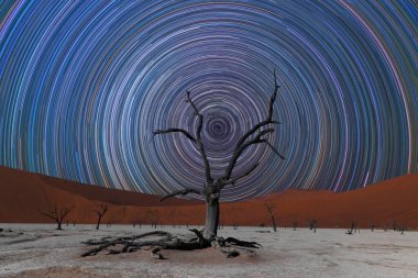 Namibia dead tree in desert with star trails (800 star trail stackings) clipart