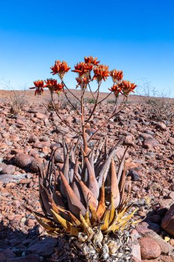 Afrika kum aloesi - aloe hereroensis, çölde yetişen kırmızı turuncu renkli çiçekler