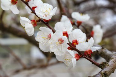 İlkbaharda açan kayısı çiçeği - makro ve yüksek anahtar
