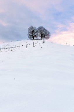 A twin linden trees (basswood) stand on snow-covered drumlin hill with colorful cloud background clipart