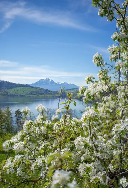 İsviçre 'nin orta kesimindeki Zug Gölü ile birlikte meyve ağacı çiçekleri ve arka planda ünlü Alpen zirvesi olan Pilatus (odaklanmış)