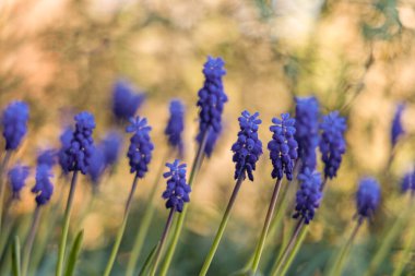 Muscari çiçekleri (üzümlü sümbül) bahçedeki çiçekleri altın gün ışığına karşı