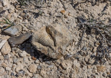 Batı Kazakistan 'daki Mangystau çölünde bulunan köpekbalığı dişinin fosili. Bu bölge deniz seviyesinin altında birçok deniz nesnesi fosili barındırıyor..