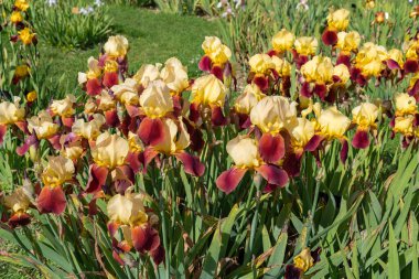 İlkbahar bahçesinde 