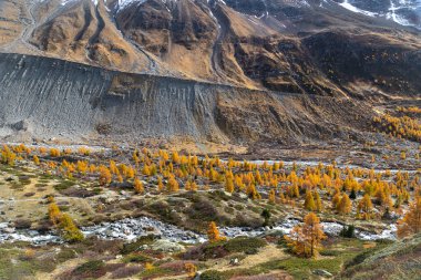 Eskiden buzul seviyesini işaret eden yan moraine, İsviçre Aips 'in Loetschtal Vadisi' nde altın sonbaharda.