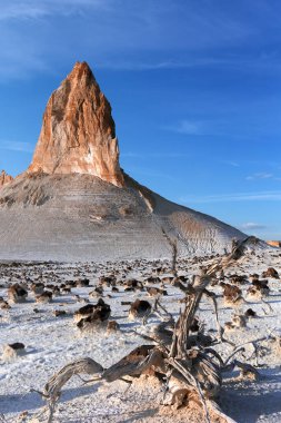 Önünde ölü bir ağaç dalı olan güzel tepeleri olan Ustyurt Platosu, Mangystau, Kazakistan (Odak yığını))