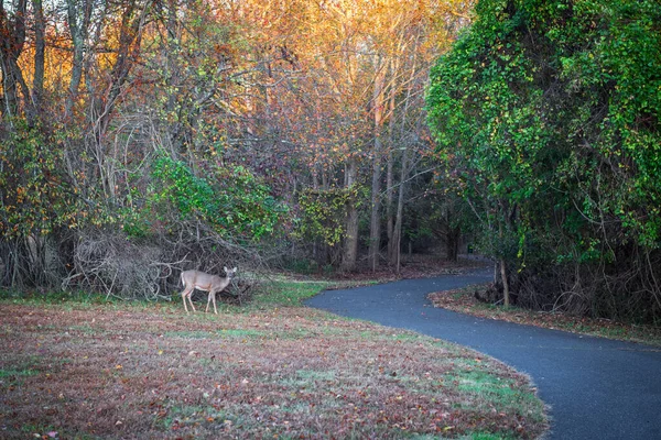 ニュージャージー州オーシャン郡の秋の間のジョー パライア公園のトレイル近くの鹿 — ストック写真