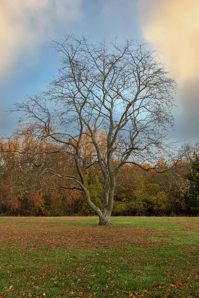 Die Letzten Blätter Des Herbstes Fielen Von Diesem Einsamen Baum — Stockfoto