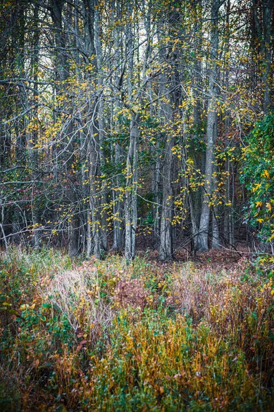 Золотые Листья Оушена Парке Джо Палайя Округе Оушен Штата Нью — стоковое фото