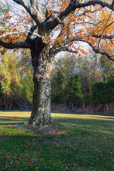 Shapely Autumn Tree Joe Palaia Park Ocean County New Jersey — Stock Photo, Image