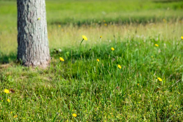 Miękki Fokus Summer Wildflower Pole Tła Obrazu — Zdjęcie stockowe