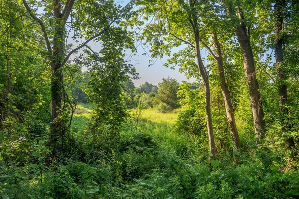 Ένα Πράσινο Καλοκαιρινό Τοπίο Κατά Μήκος Του Henry Hudson Trail — Φωτογραφία Αρχείου