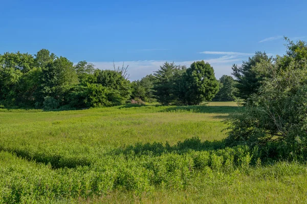 Sommargrön Äng Längs Henry Hudson Leden Monmouth County New Jersey — Stockfoto
