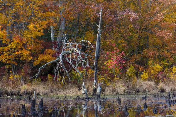 Zajímavá Mrtvá Větev Vyčnívá Proti Zářícímu Podzimnímu Listí — Stock fotografie