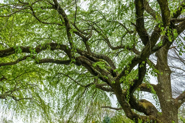 Titta Upp Corkscrew Willow Trädet Great Oak Park Rast Brunswick — Stockfoto