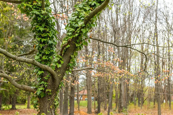 アイビーはこの木の幹を覆い 東ブランズウィック州のグレートオーク公園に春の花を咲かせます — ストック写真