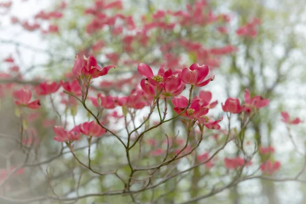 Mjuk Fokus Närbild Titta Red Dogwood Blommar Denna Centrala New — Stockfoto
