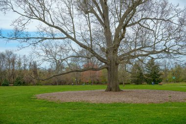 Baharın başlarında çıplak dalları olan Büyük Meşe ağacı Doğu Brunswick, New Jersey 'deki Great Oak Park' ta.