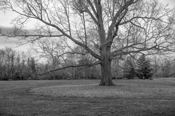 新泽西州东布伦斯威克的大橡树园 早春有一只大橡树 枝条光秃秃的 — 图库照片