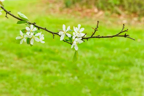 明るい緑の背景を持つ春のリンゴの花の枝 — ストック写真