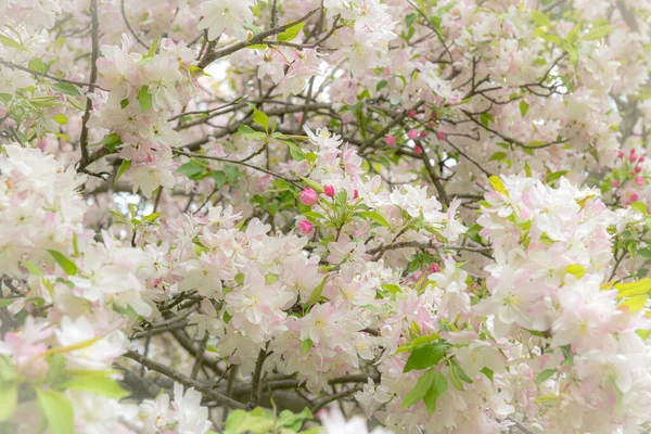 Beautiful Spring Apple Blossoms Great Oak Park East Brunswick New — Stock Photo, Image