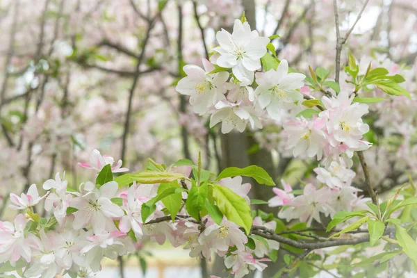 ニュージャージー州東ブランズウィックのグレートオークパークにある美しい春のリンゴの花 — ストック写真