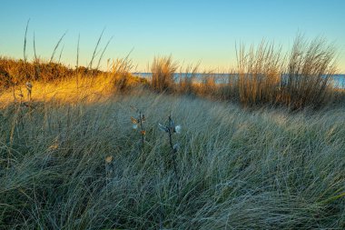 Long Branch NJ 'deki sahil şeridi boyunca uzanan doğal kum tepeleri.