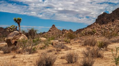 A scenic look inside Joshua Tree National Park in Southern California.