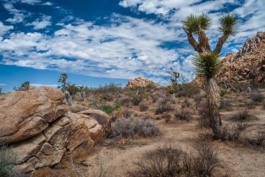 A scenic look inside Joshua Tree National Park in Southern California.