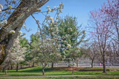 Bahar başlarında Dogwood Manalapan New Jersey 'de bir parkta çiçek açtı..