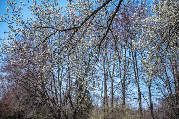 นฤด ใบไม Dogwood ดอกไม ในสวนสาธารณะใน Manalapan New Jersey — ภาพถ่ายสต็อก