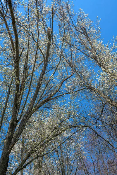 Dogwood Parlak Mavi Gökyüzüne Karşı Çiçek Açar — Stok fotoğraf